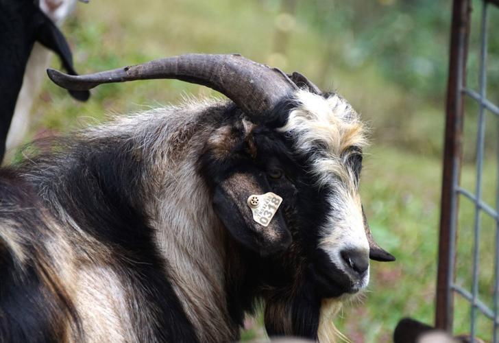 The G.O.A.T. goat? Beech Creek 'Kikos' are known for producing