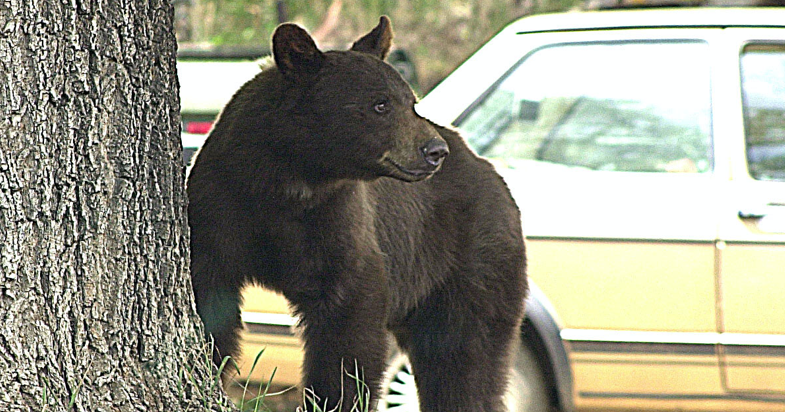 Twra Report: The Bear That Met Its Match In Sevierville (Elderly Man!) - ukhljxx
