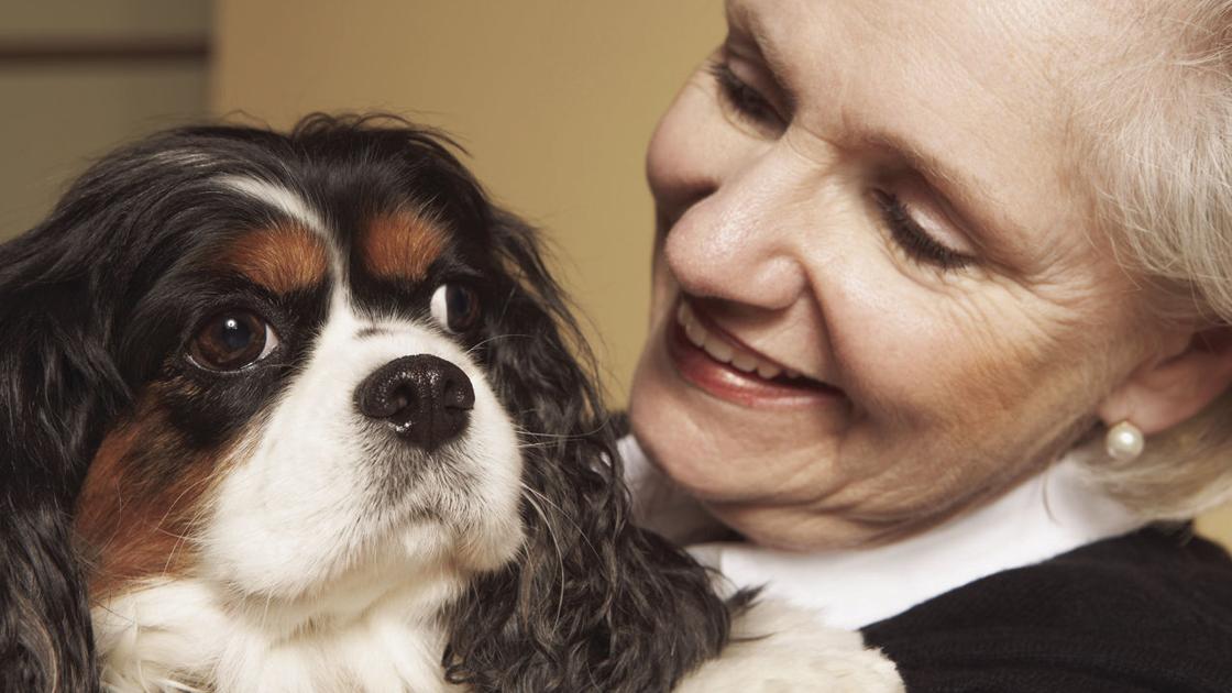 Adopting a canine or cat later in life | Well being