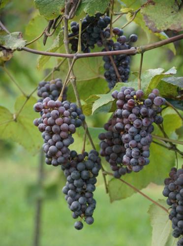 Chateau Surgoinsville?: Michigan couple start a vineyard in ...