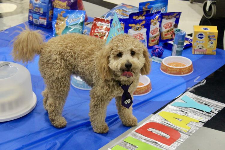 Bulls Gap School's resident canine 'Max' celebrates first birthday