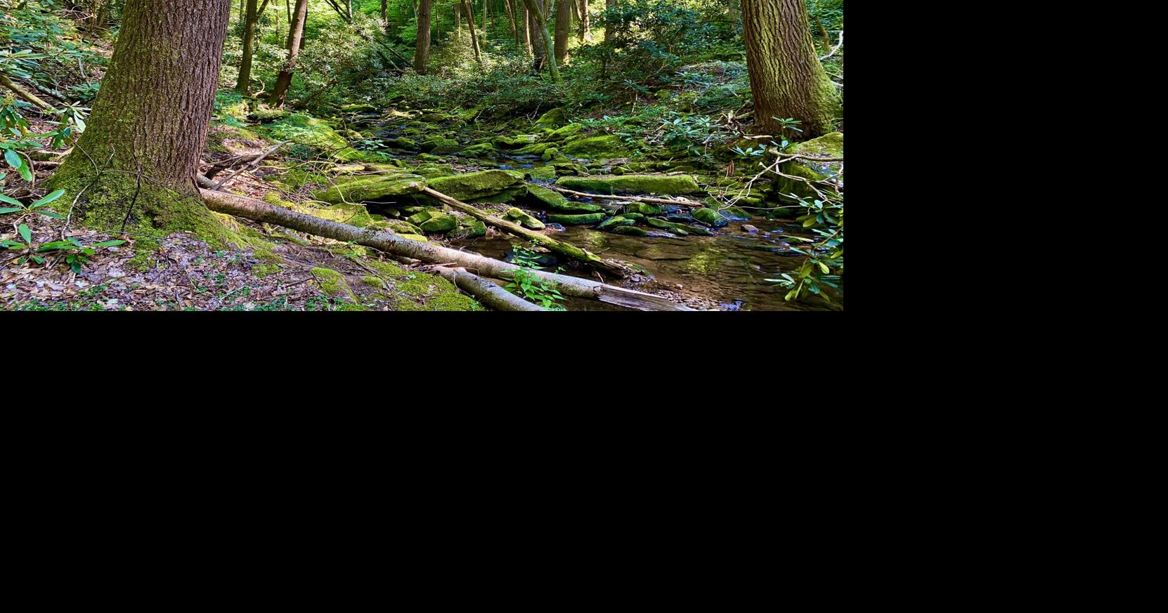 Outside: The benefits of forests reach way beyond their boundary line ...