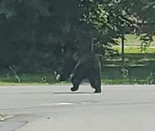 Bear sighting in Surgoinsville | Rogersville | therogersvillereview.com