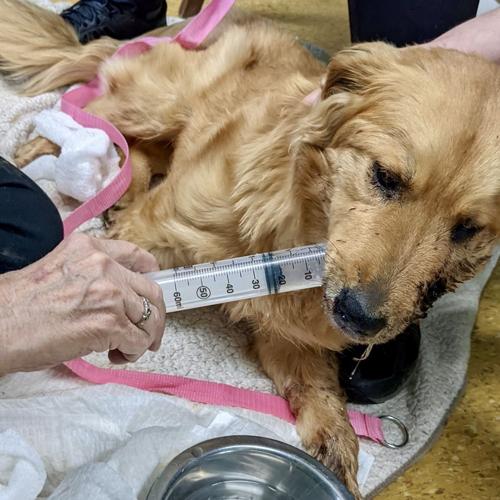 Dog surviving gunshot wound arrives at Kentucky Humane Society for medical  care