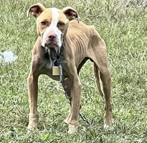 Woman cited for animal cruelty after HCSO rescues emaciated dogs ...