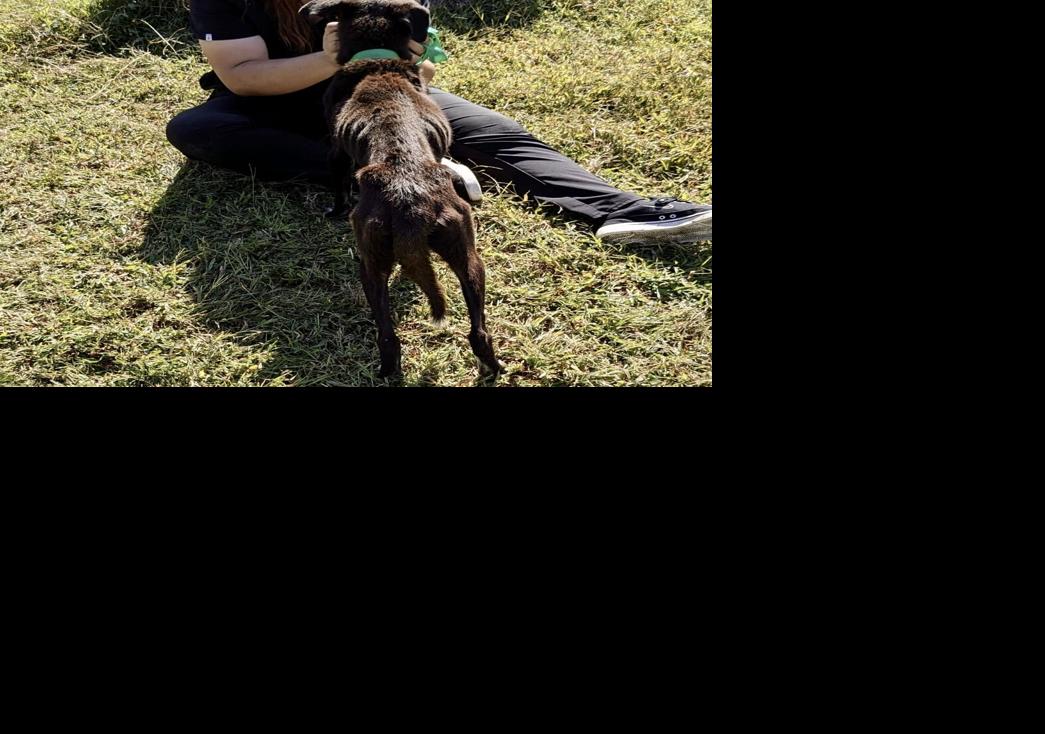 Woman cited for animal cruelty after HCSO rescues emaciated dogs ...