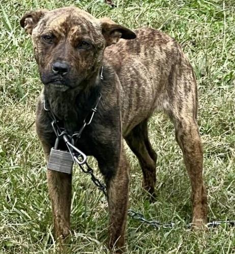 Woman cited for animal cruelty after HCSO rescues emaciated dogs ...