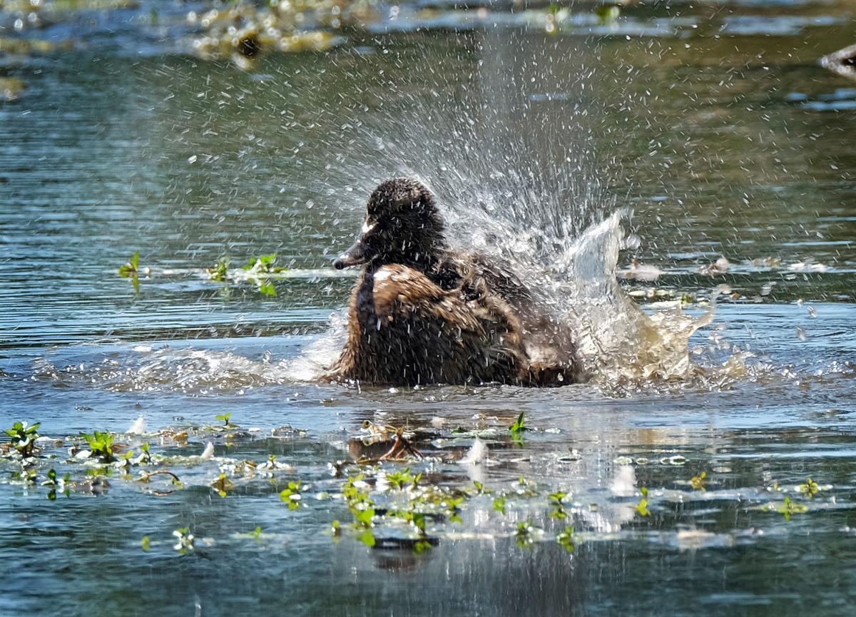 060716-nws-duck-1.jpg