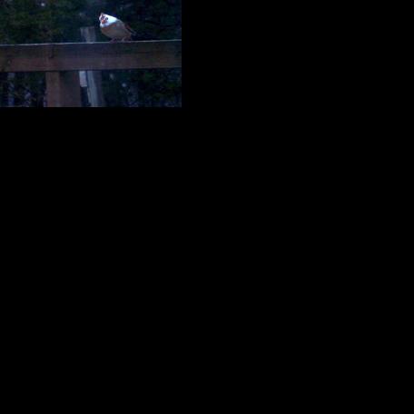 White-headed cardinal a hit at feeder | Sports | thesouthern.com