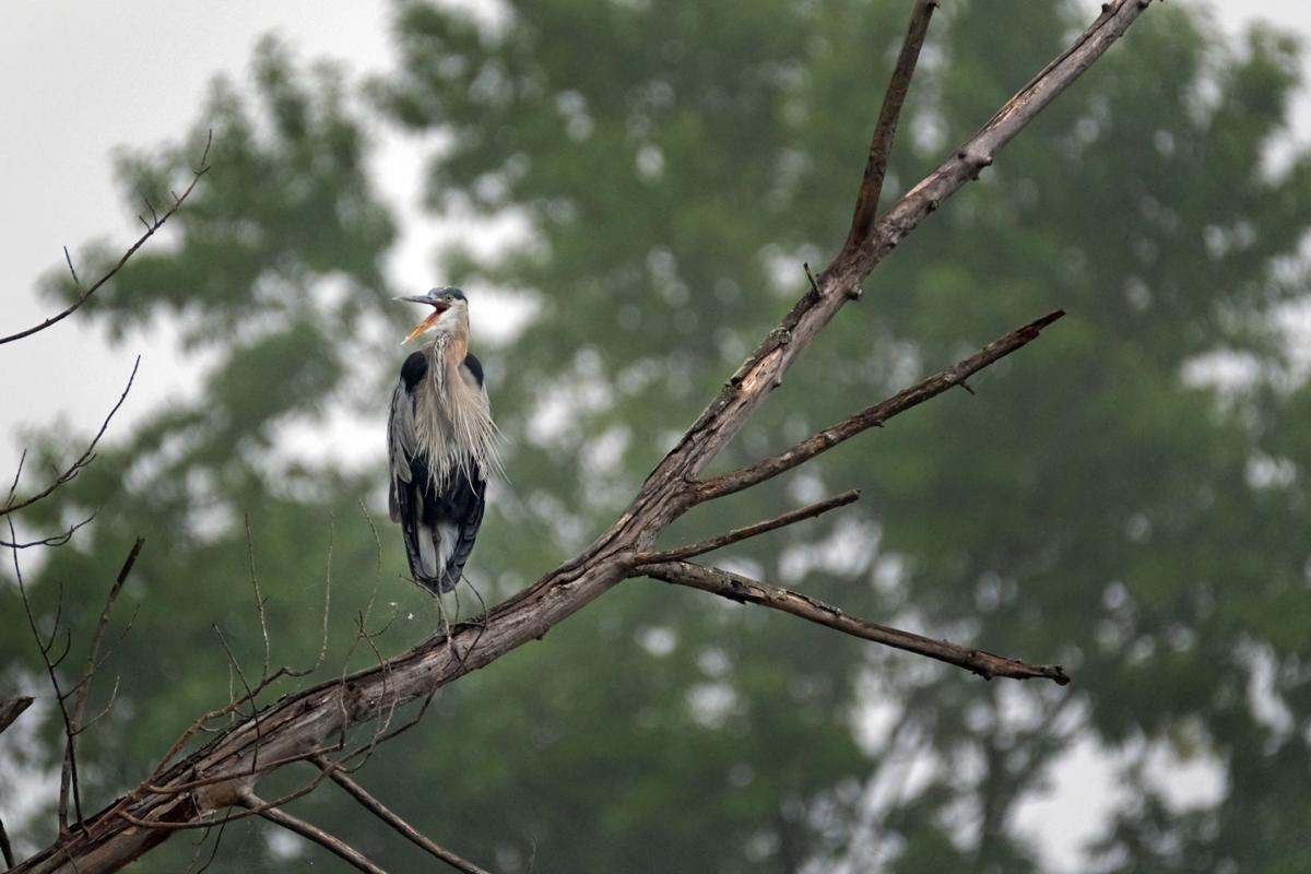 080817-nws-heron-1.jpg