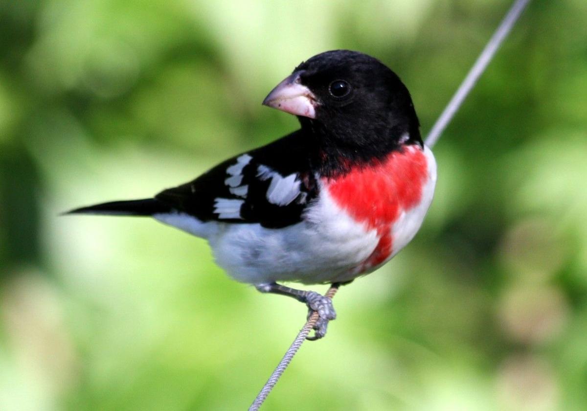 Blog Rosebreasted grosbeak time Off Target Southern Illinois