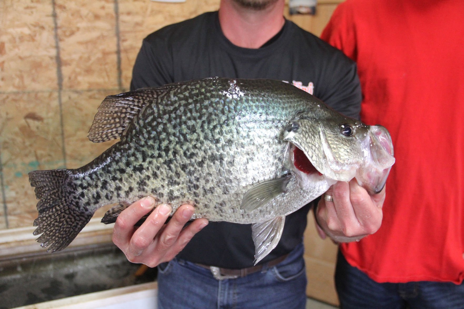 State Record Crappie Caught At Kinkaid Lake Local News Thesouthern Com   58dc39a58ed7c.image 