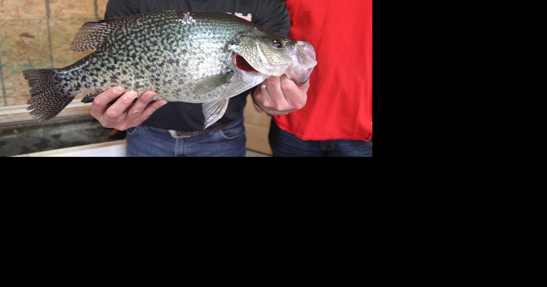 State record crappie caught at Kinkaid Lake