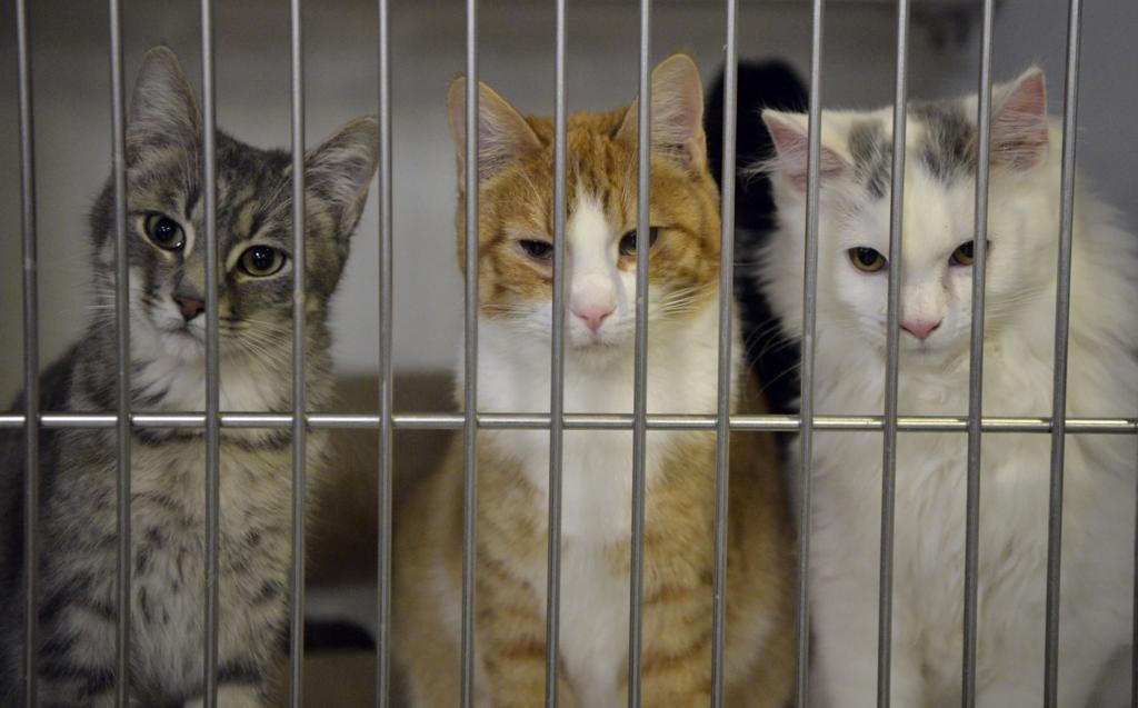 New Groups Form To Address Feral Stray Cat Populations In Marion