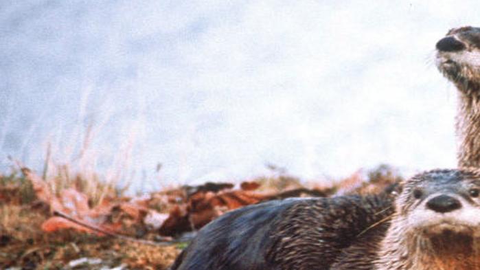 The Return Of The River Otter Outdoors Wildlife Hunting Thesouthern Com