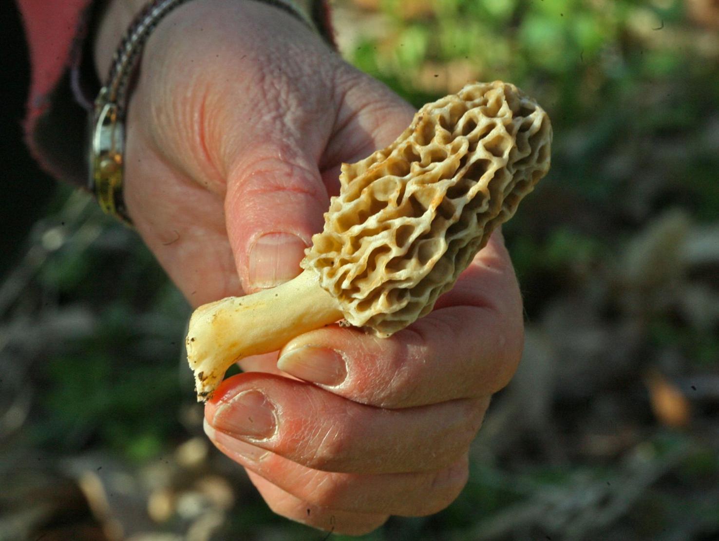 Morels are popping up in Southern Illinois. Here's what you need to