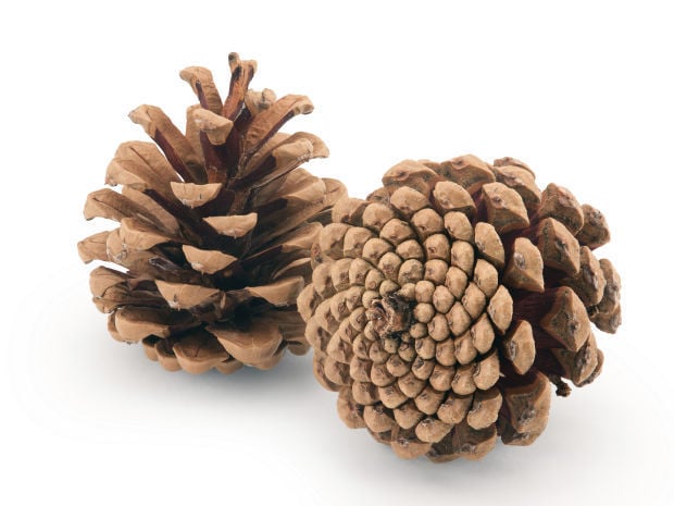 Pinecone hygrometer | Family | thesouthern.com