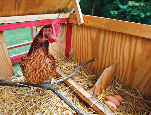 What You Need To Know To Raise Backyard Chickens