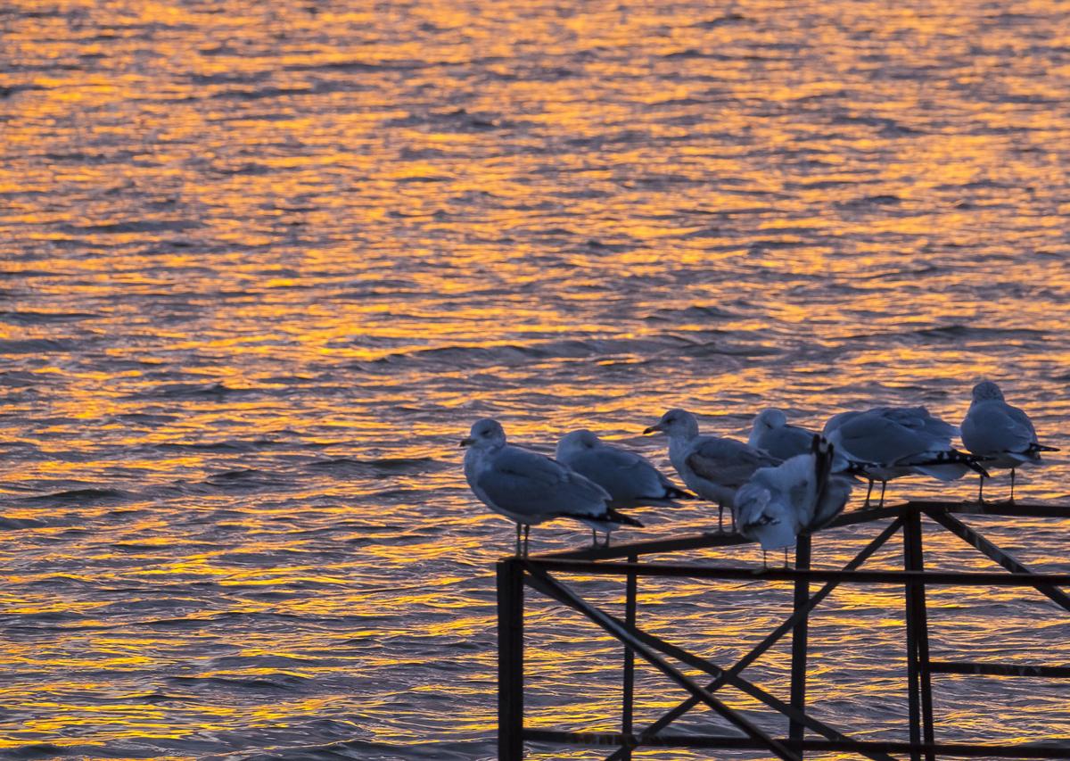 010517-nws-gulls-sunset-1.jpg