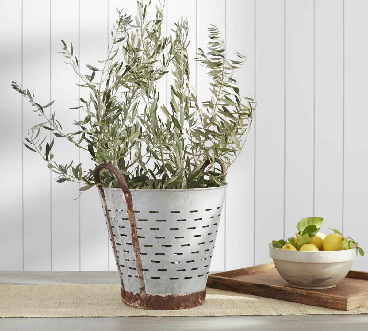 Designers have lately been warming to the olive tree, its wood and its