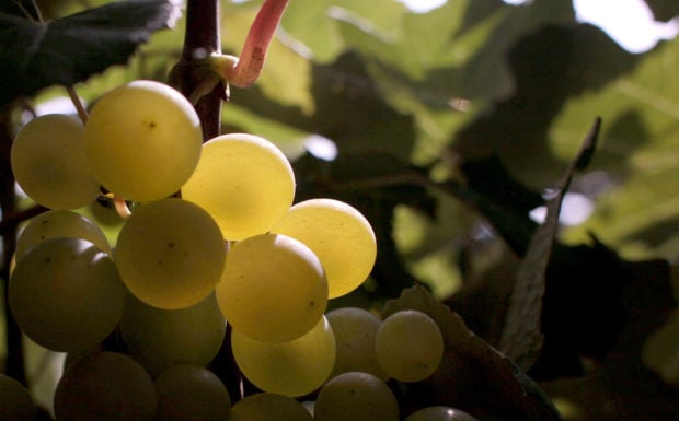 082514-nws-grape-harvest