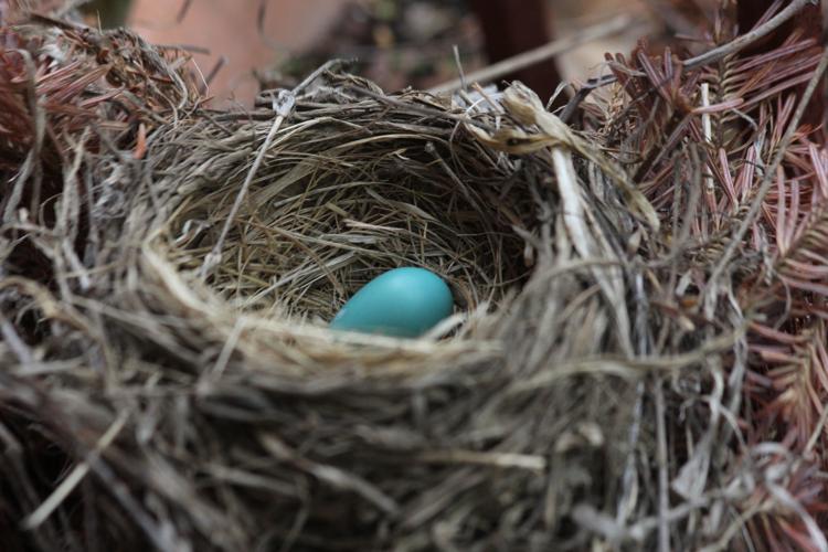 Nature Watch: Never take eggs from a bird's nest