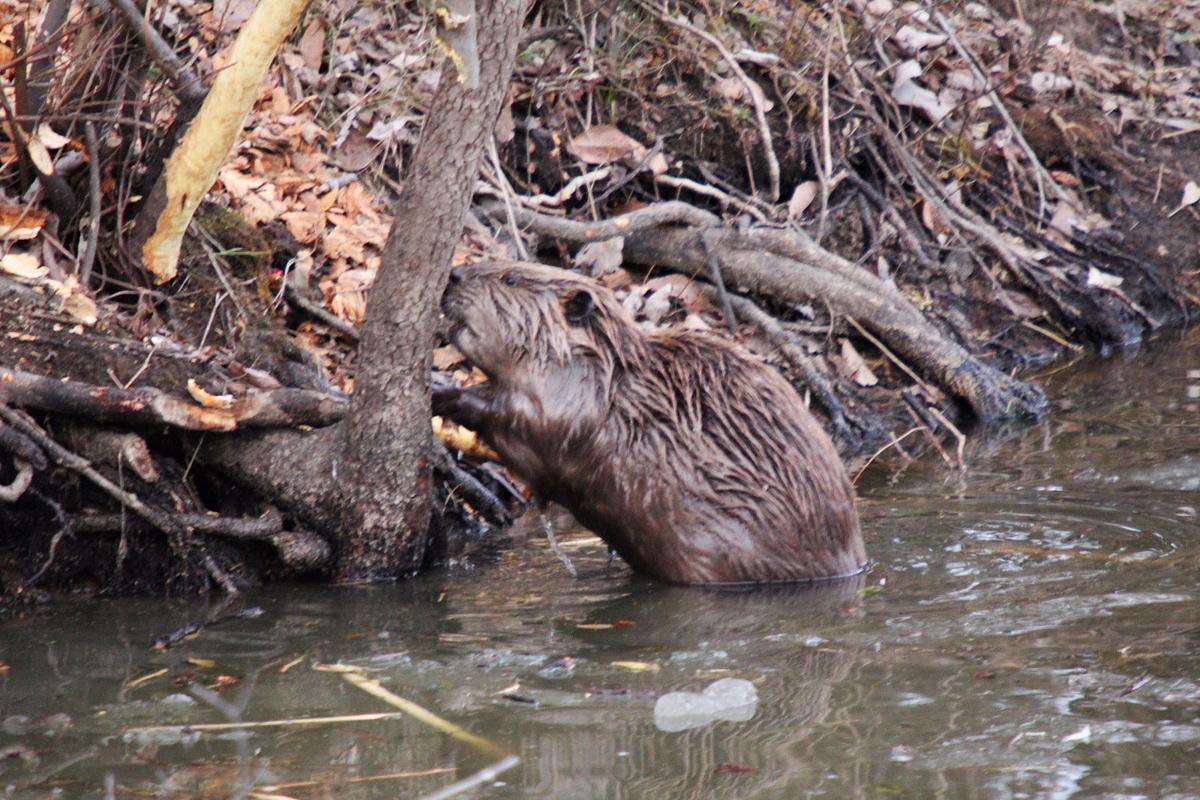 010517-spt-otd-beavers-3.jpg