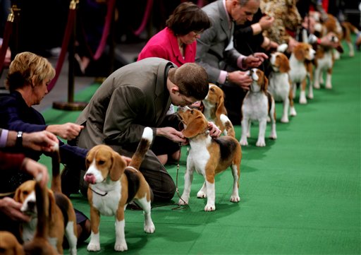 Uno lives up to his name, beagle becomes first of his breed to win