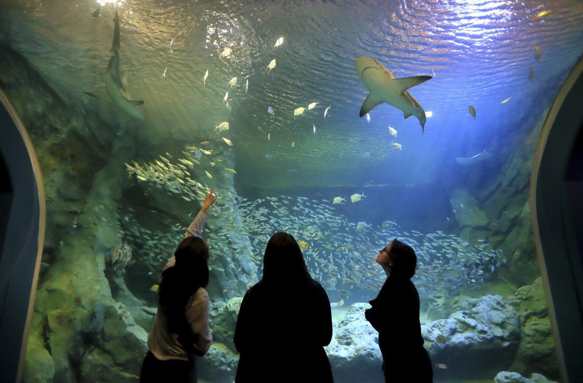 st louis aquarium is making a splash