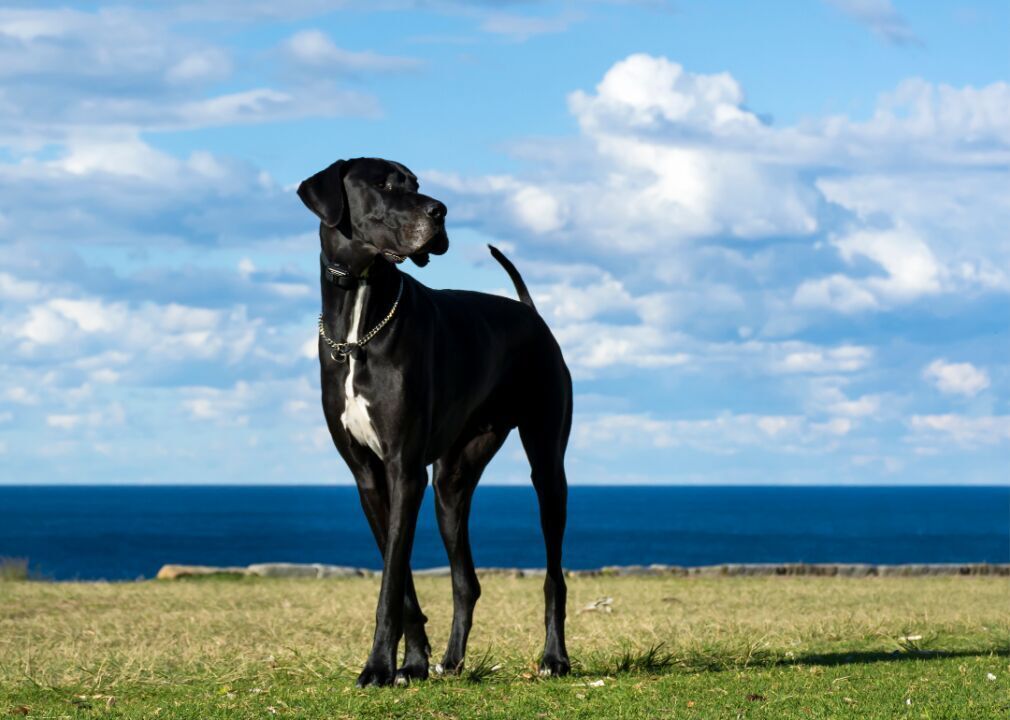 A Pennsylvania woman was looking to adopt a new pet. Then she 