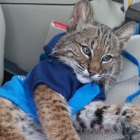 Confiscated Pet Bobcat Back At Home With Metro East Family State