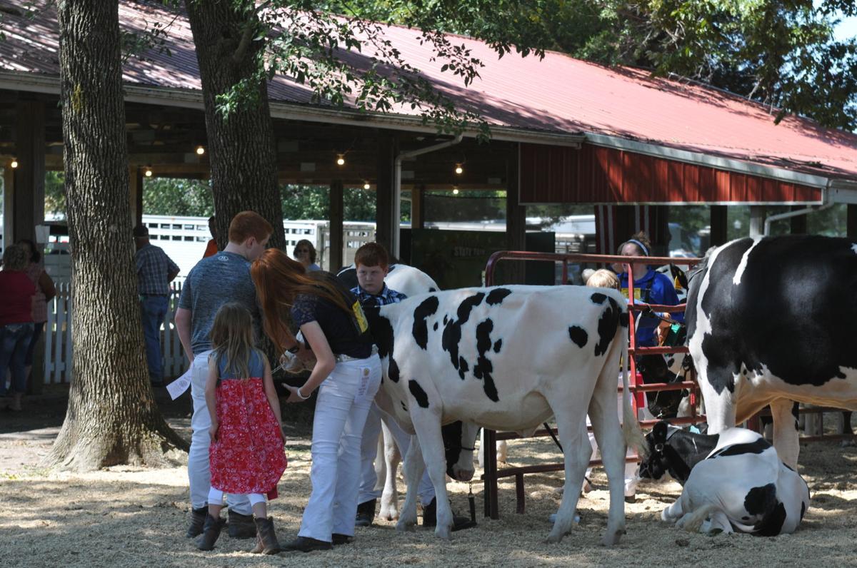 Cows 2
