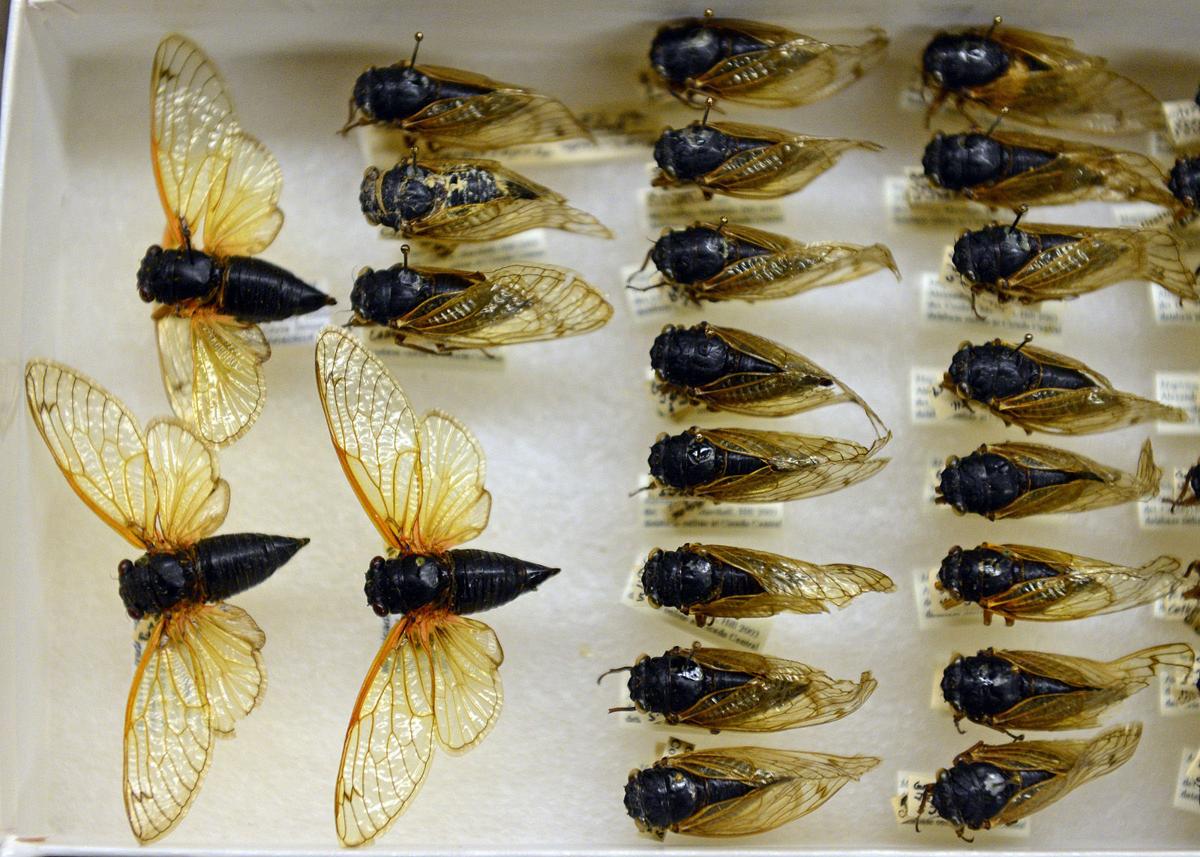 They Re Back Cicadas To Swarm Southern Illinois Environment Thesouthern Com They Re Back Cicadas To Swarm Southern Illinois Environment Thesouthern Com