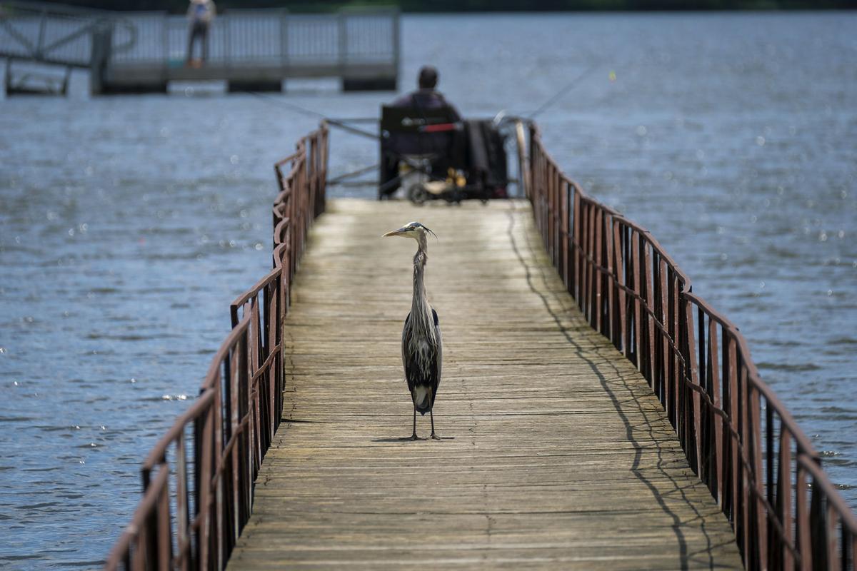 Outdoors Illinois Sees Uptick In Number Of Hunting And Fishing Licenses Issued Outdoors Thesouthern Com