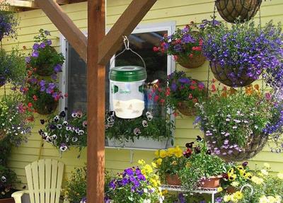 Everyone Is Buzzing About These New Solar Powered Wasp Traps