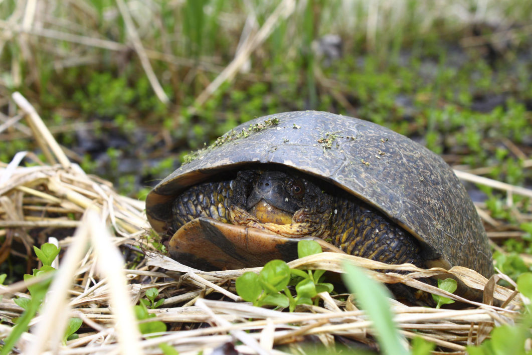 Updated: Endangered turtle missing from DeKalb County forest preserve
