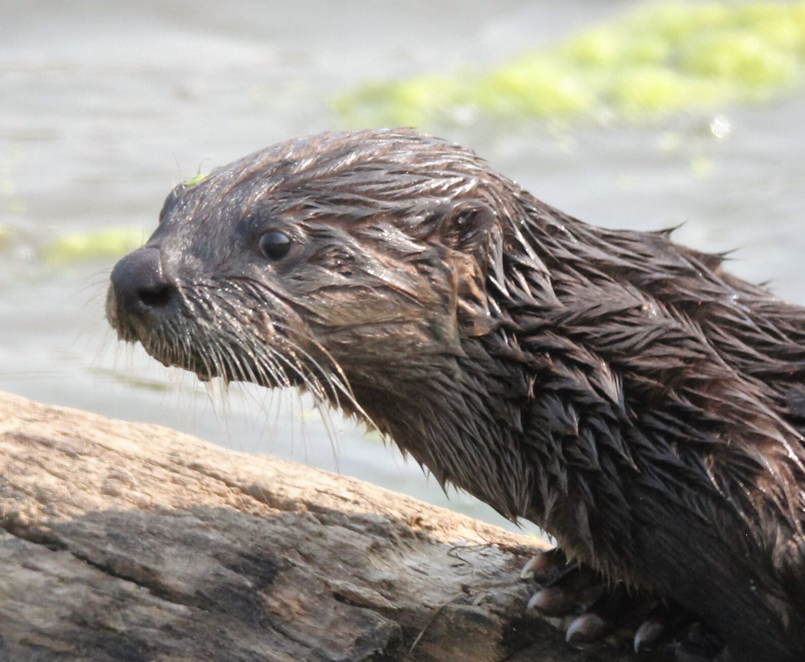 Outdoors | Otterly amazing: River otter reintroduction rescues population  numbers | Outdoors | thesouthern.com, image size:1588x1306