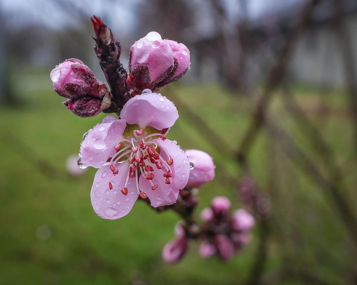 031217-nws-southern-exposure-blossom.jpg