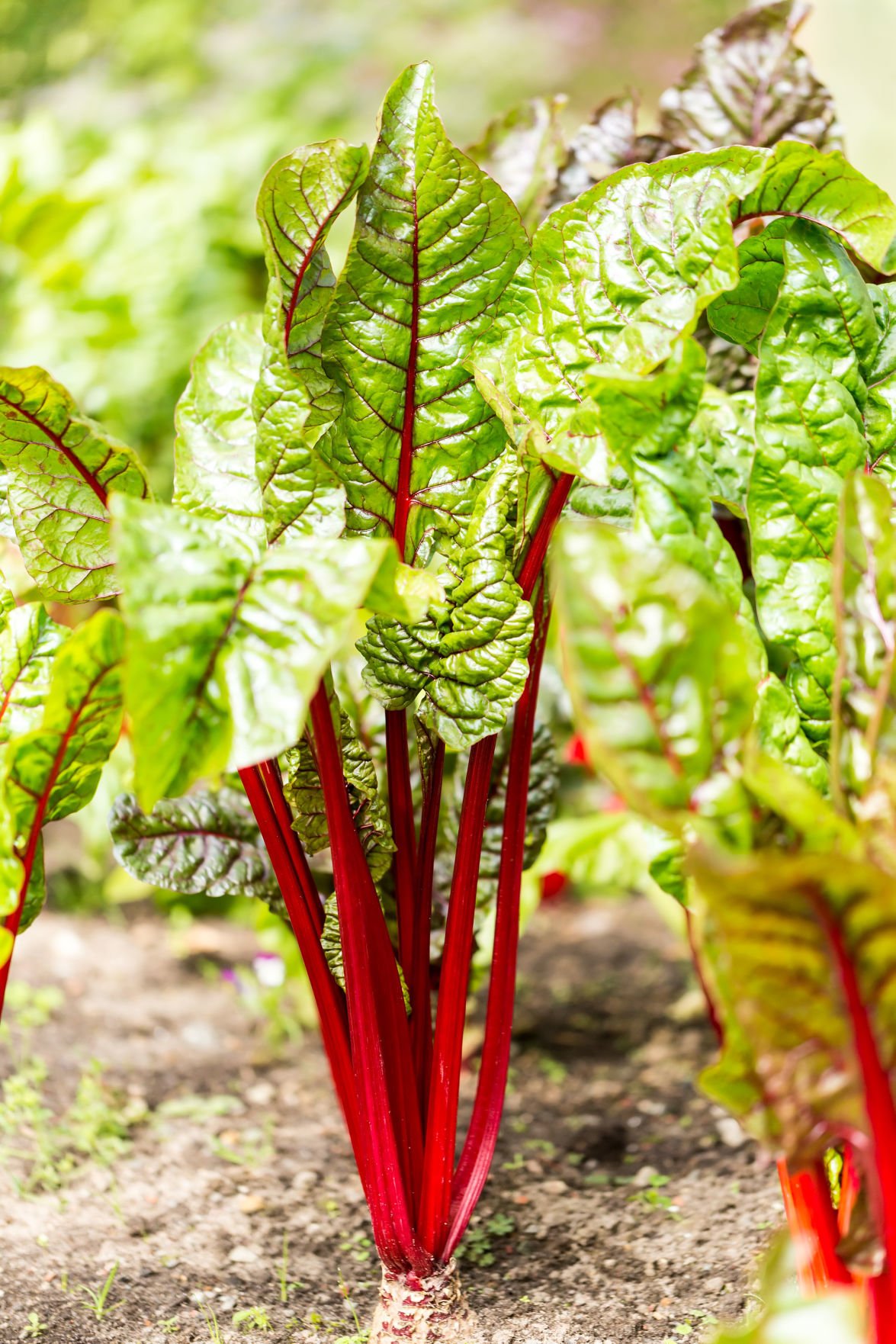 History | Rhubarb Capital of the World: Rhubarb took its place among