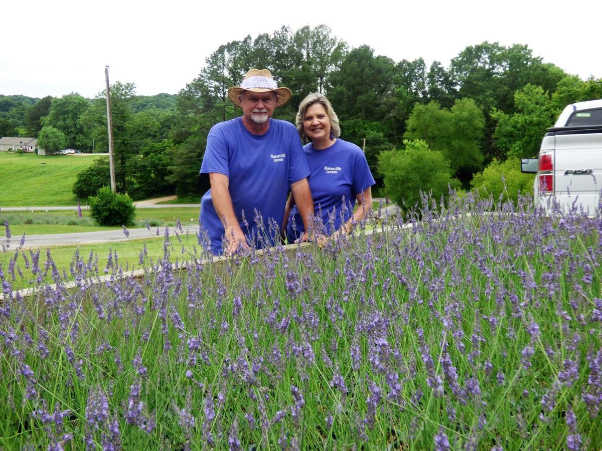 Shawnee Hlls Lavender Farm produces its 'best blooms' despite rainy
