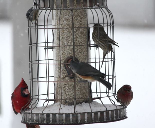 No Reason To Quit Feeding Birds In Winter Outdoors Wildlife