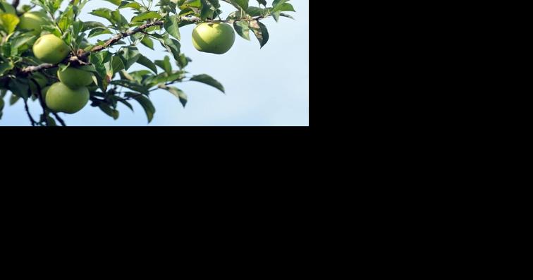 Position your commercial fruit and vegetable crop for success. - Vimarsana News