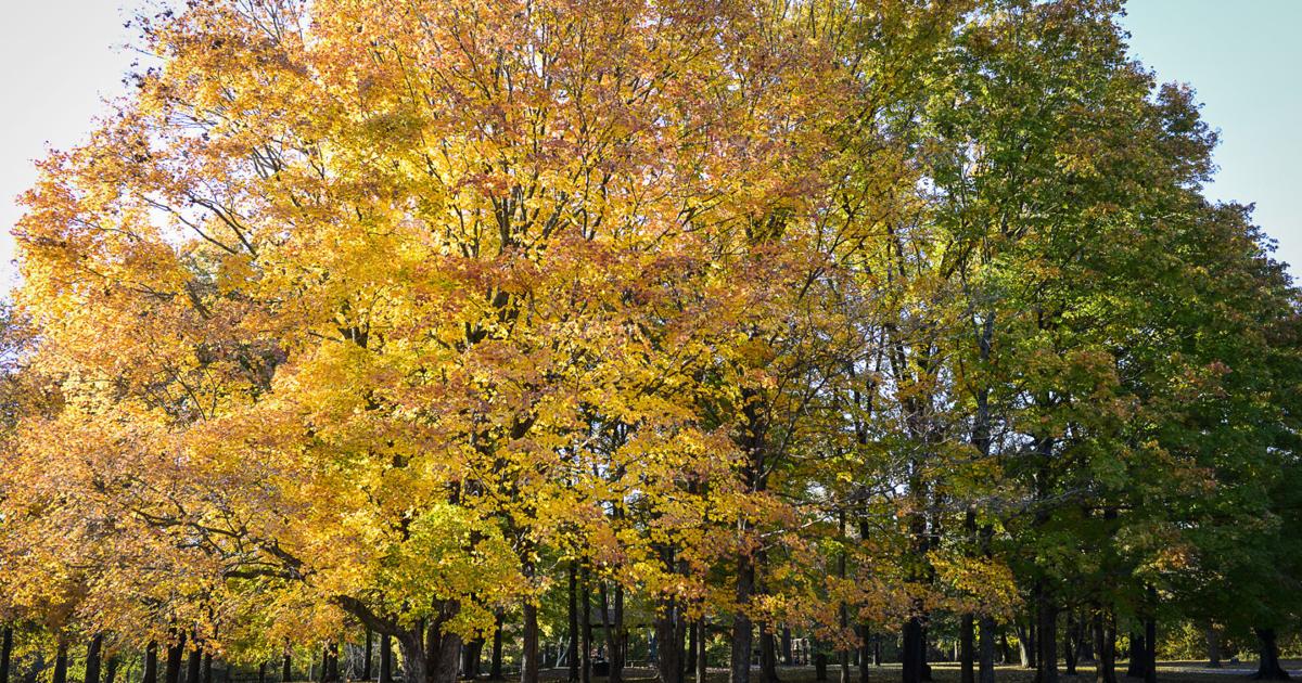Colro Week Fall color change is at its peak this week | Local News | thesouthern.com