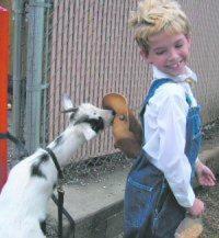 Compilation Of Goats Screaming Like Humans Thesouthern Com