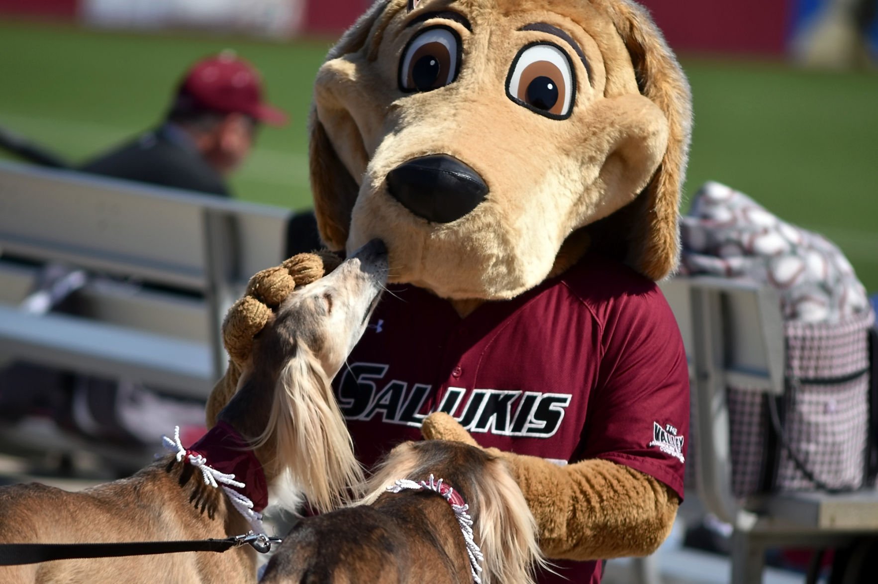 Leisure | Raising SIU Namesakes: The 'real' Salukis Are A Breed Apart ...