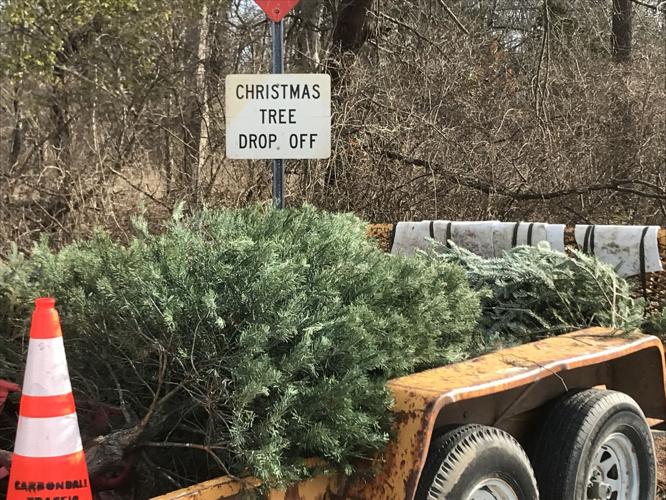 Carbondale Christmas Tree Recycling