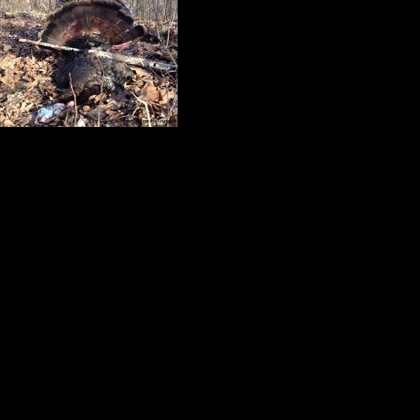 Illinois Turkey Hunting | Recent News Updates