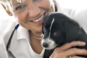 st francis animal rescue