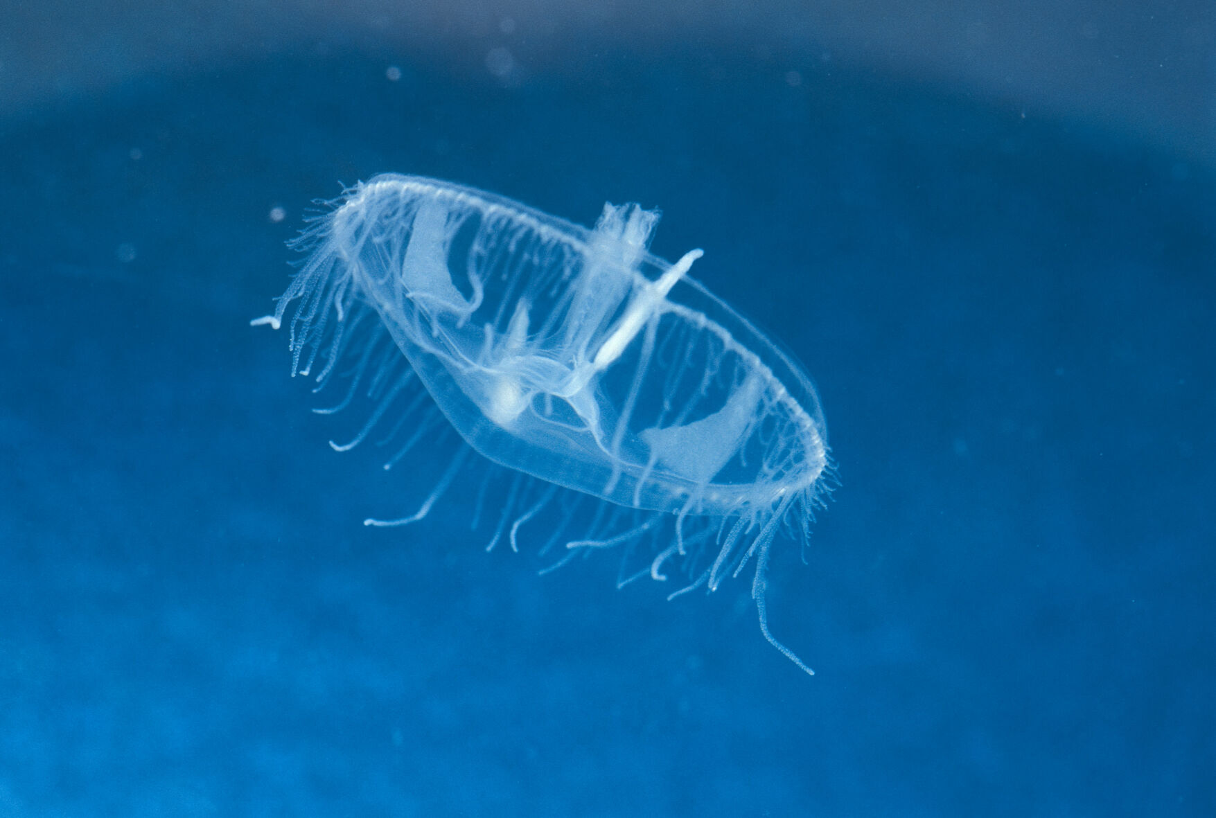 Outdoors | Look out for elusive jellies at Little Grassy Lake