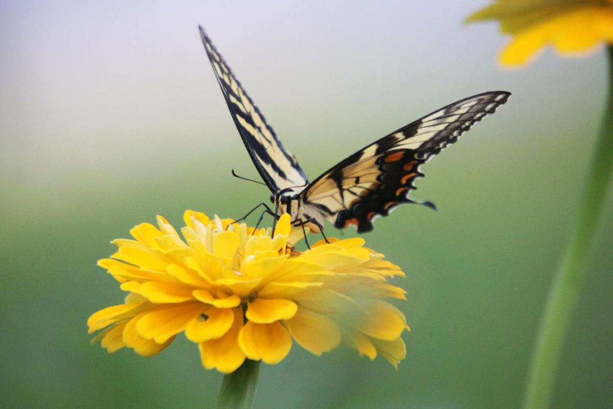 Butterflies